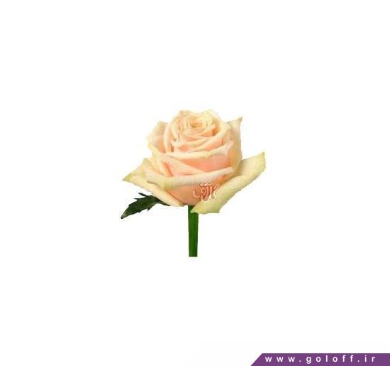 گل رز هلندی پیچ آوالانچ - Rose | گل آف